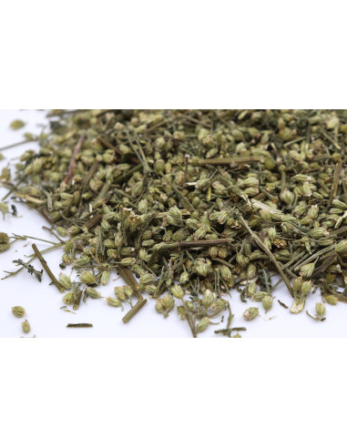 Achillée millefeuille bio - Tisane le Dauphin