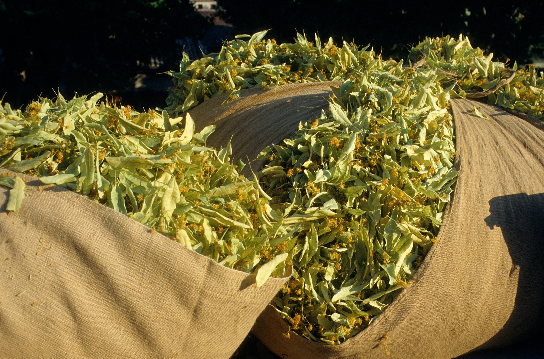 Récolte de plantes séchées dans des sacs en toile