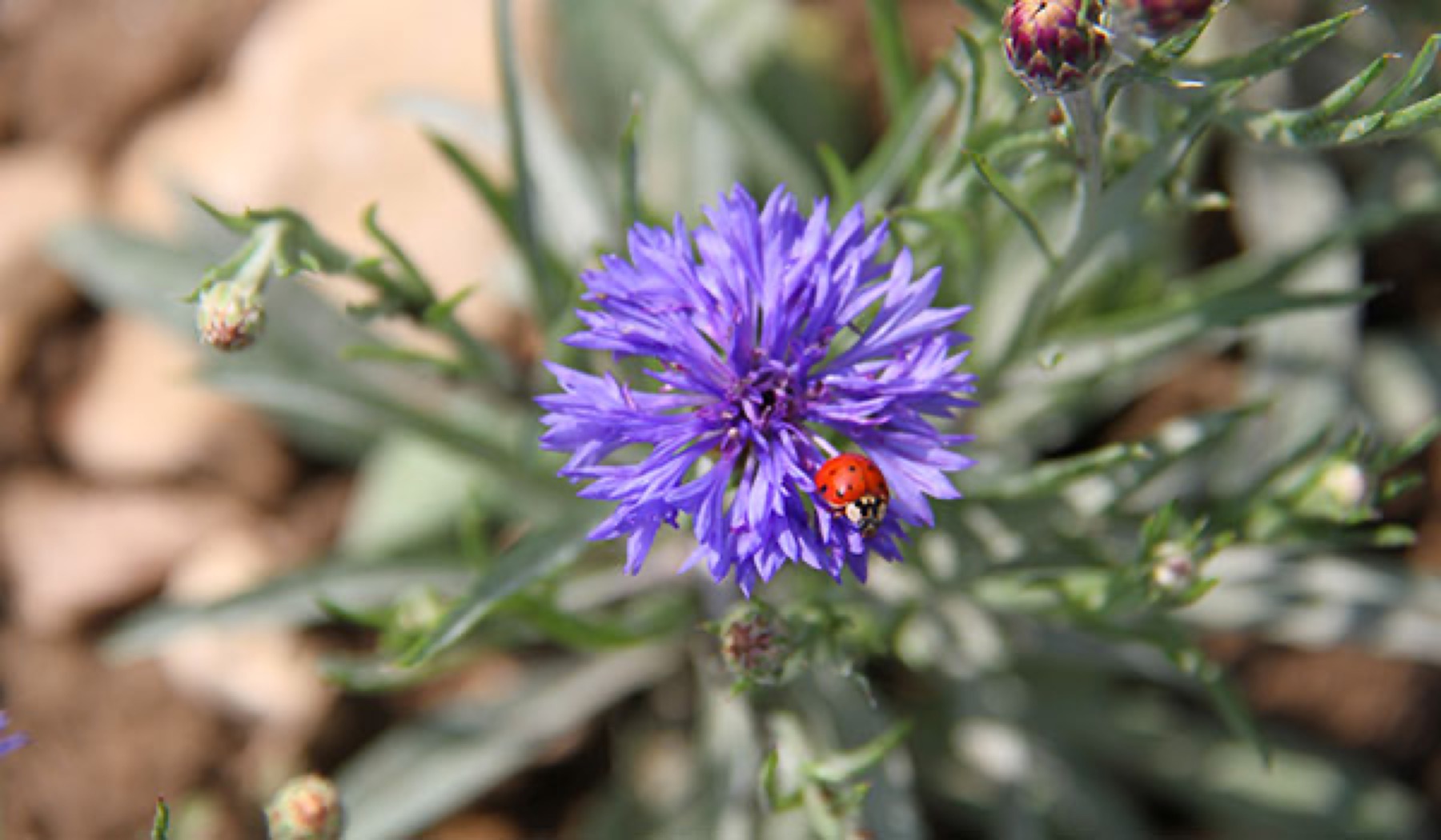 Bleuet avec coccinelle, symbole de biodiversité