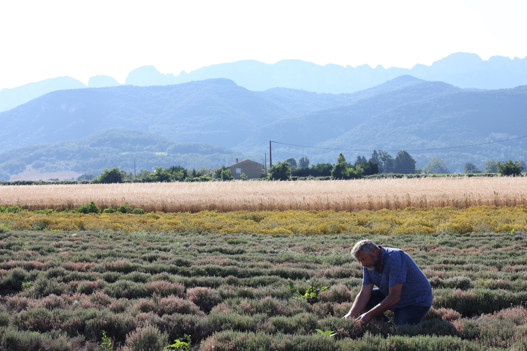 Agriculteur dans un champ de plantes aromatiques en Drôme Provençale