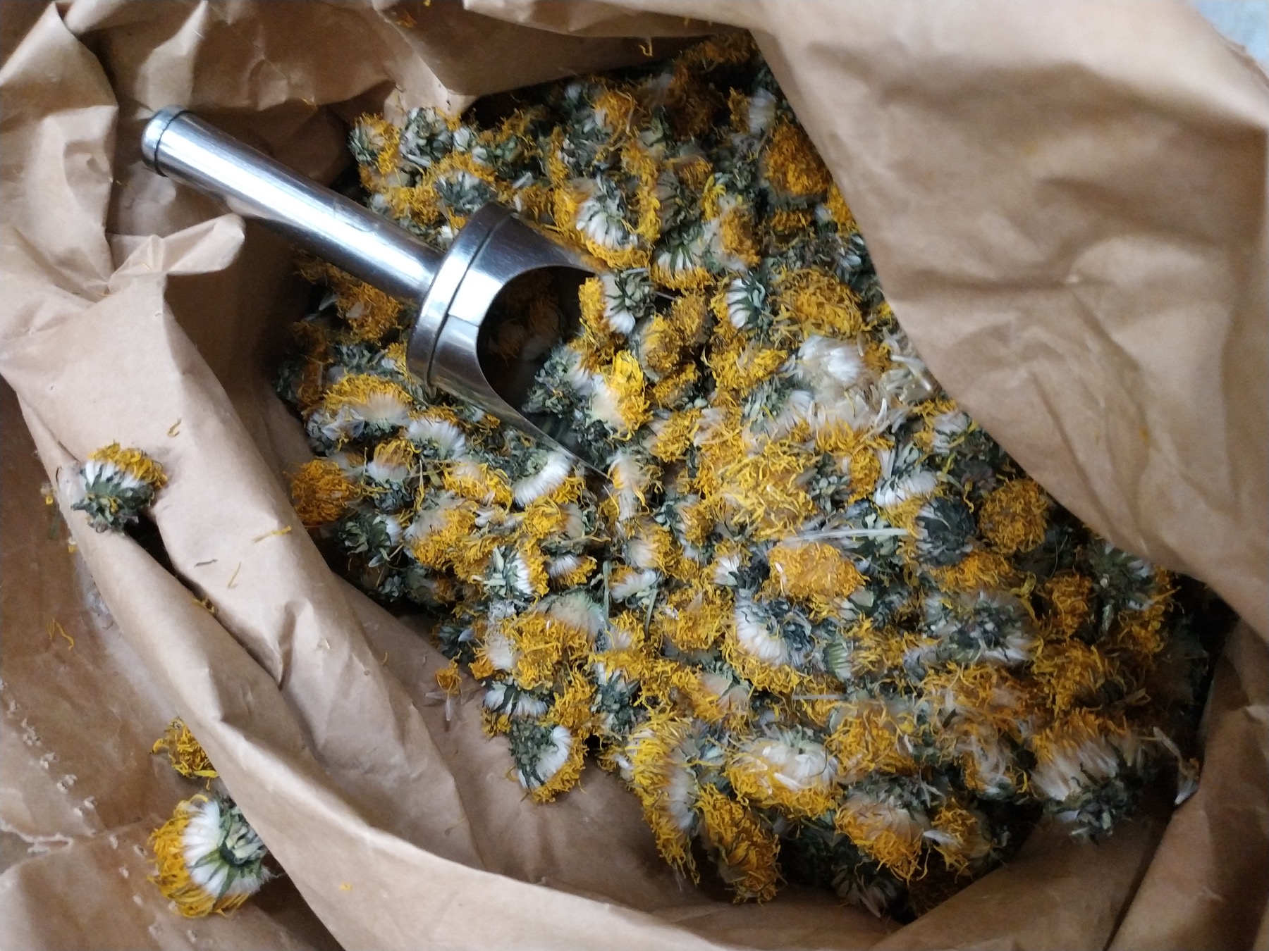 Plantes de pissenlit en vrac dans un sachet kraft